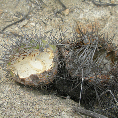 fruto de Copiapoa marginata